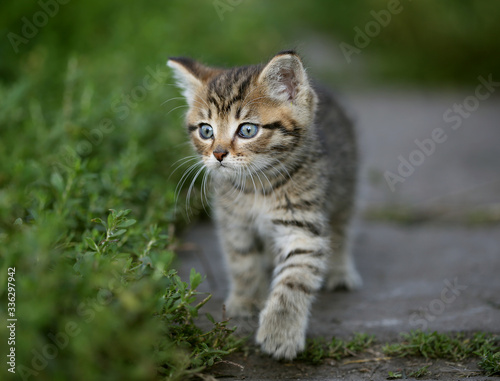 Striped kitten on a grass background.