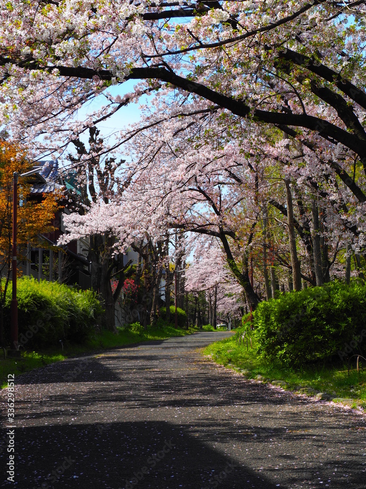 Naklejka premium 桜並木