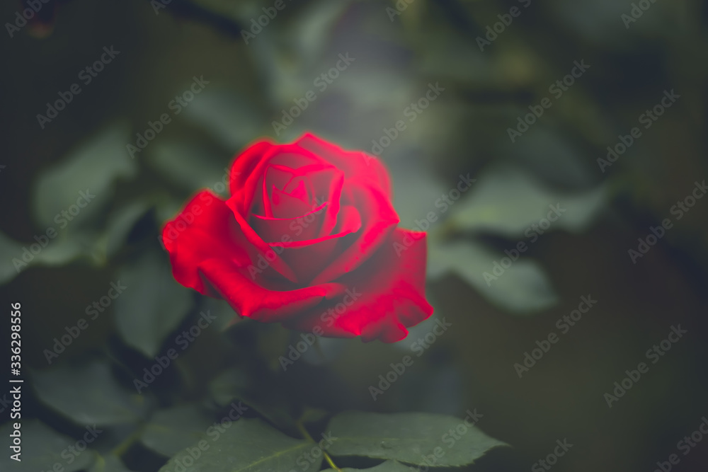 Beautiful roses with blur background Stock Photo | Adobe Stock