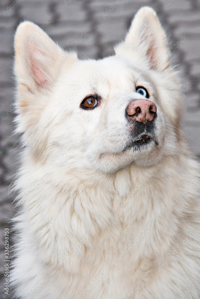 A white dog with one brown eye and one blue eye with a condition called  heterochromia.