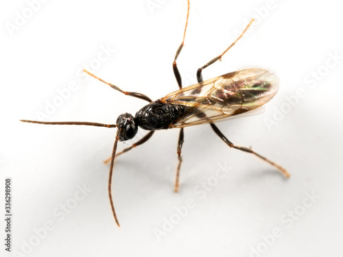 Macro Photo of Black Flying Ant Isolated on White Background