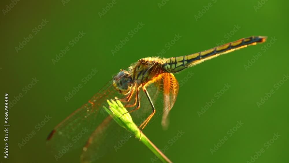 Dragonfly yellow winged darter perched on a plant stem moving in the wind, close up static shot. Sunlit with bokeh green background. Dragonfly yellow winged darter perched on a plant stem moving in the wind, close up static shot. Sunlit with bokeh green background.