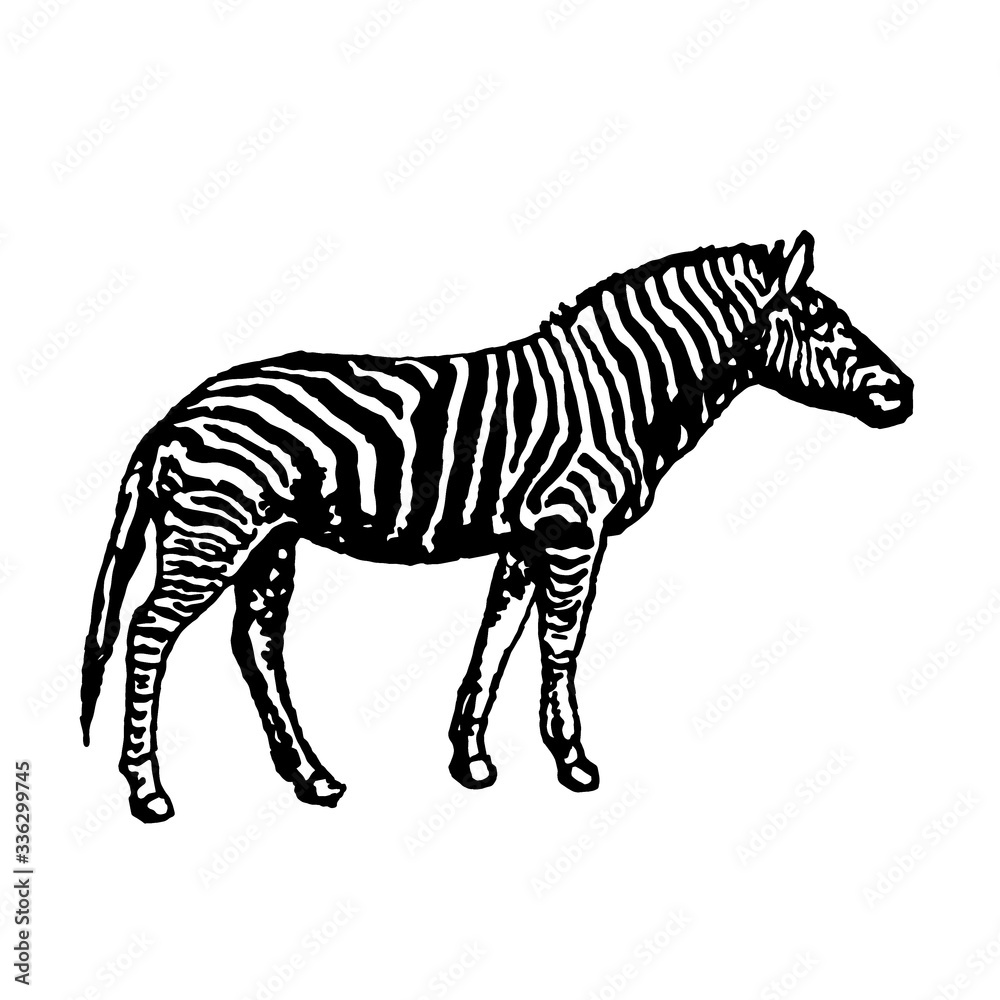 Fototapeta premium Zebra illustration isolated on white background