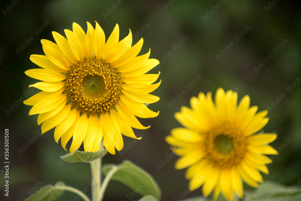 Close up of sunflower, Sunflower flower of summer in field, sunf Close up of sunflower, Sunflower flower of summer in field, sunf