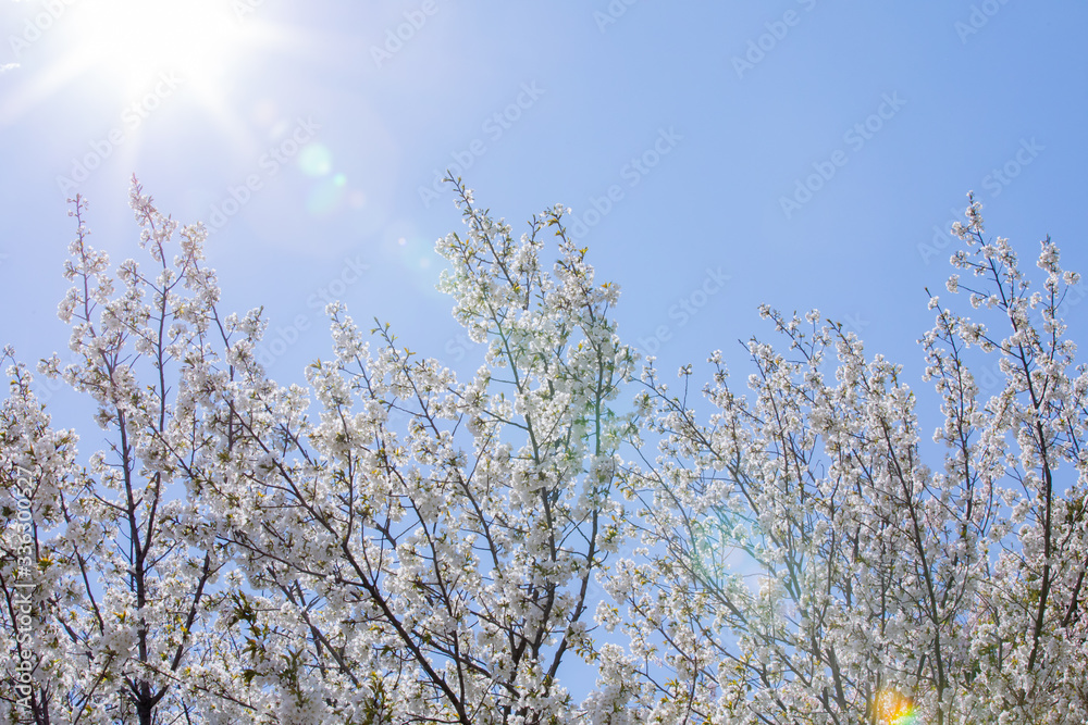 大島桜 大島桜