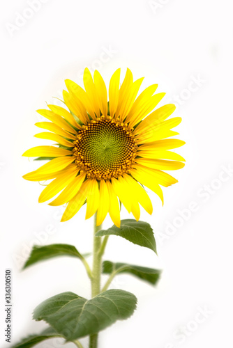 Close up of sunflower, Sunflower flower of summer isolate