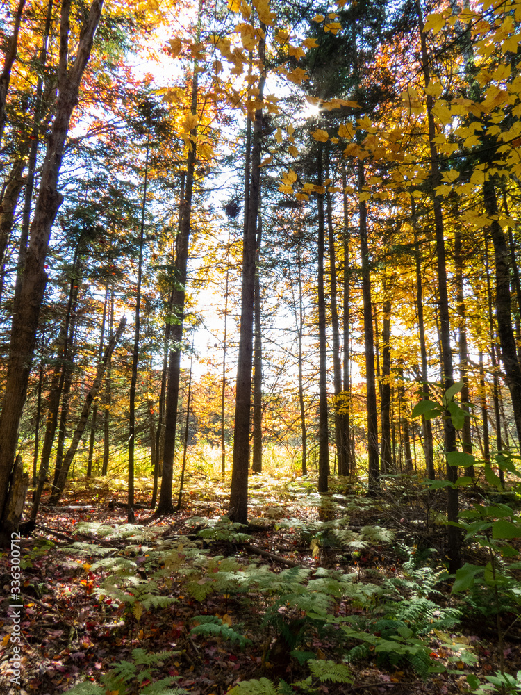 Vertical photo of bright rays of sunlight passing through the trees of a Canadian forest during autumn.