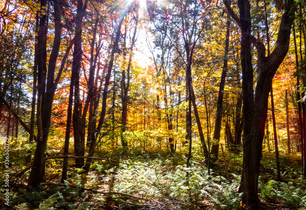 Bright rays of sunlight passing through the autumn trees in the middle of a young Canadian forest.