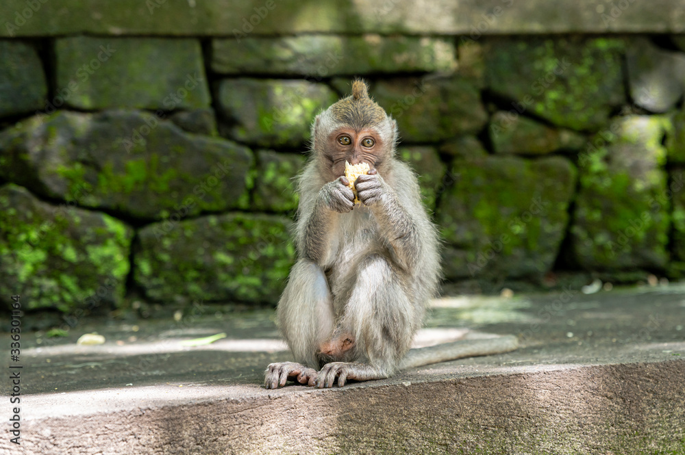 Macaque sitting and eating