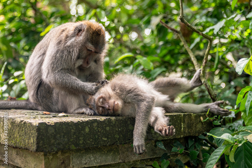 Tableau sur toile Monkeys delousing