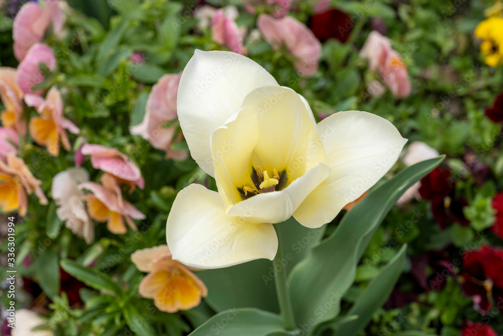 Fototapeta premium White lilies blooming in a spring garden