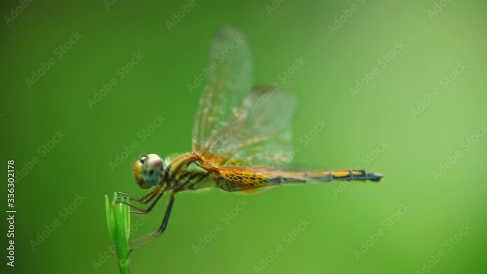 Yellow winged darter dragonfly insect close up isolated outdoors in the wild with bokeh green nature backdrop. Insect macro footage.