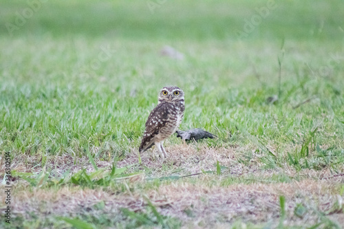 Burrowing owl (Athene cunicularia/Speotyto cunicularia) on the lawn