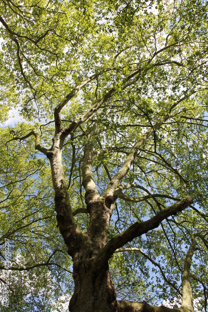 Fototapeta premium Spring view of Silver Maple Trees in a sunny day, Green Park, London