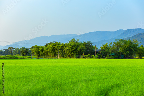 Agriculture green rice field under blue sky and mountain back at contryside. farm, growth and agriculture concept.