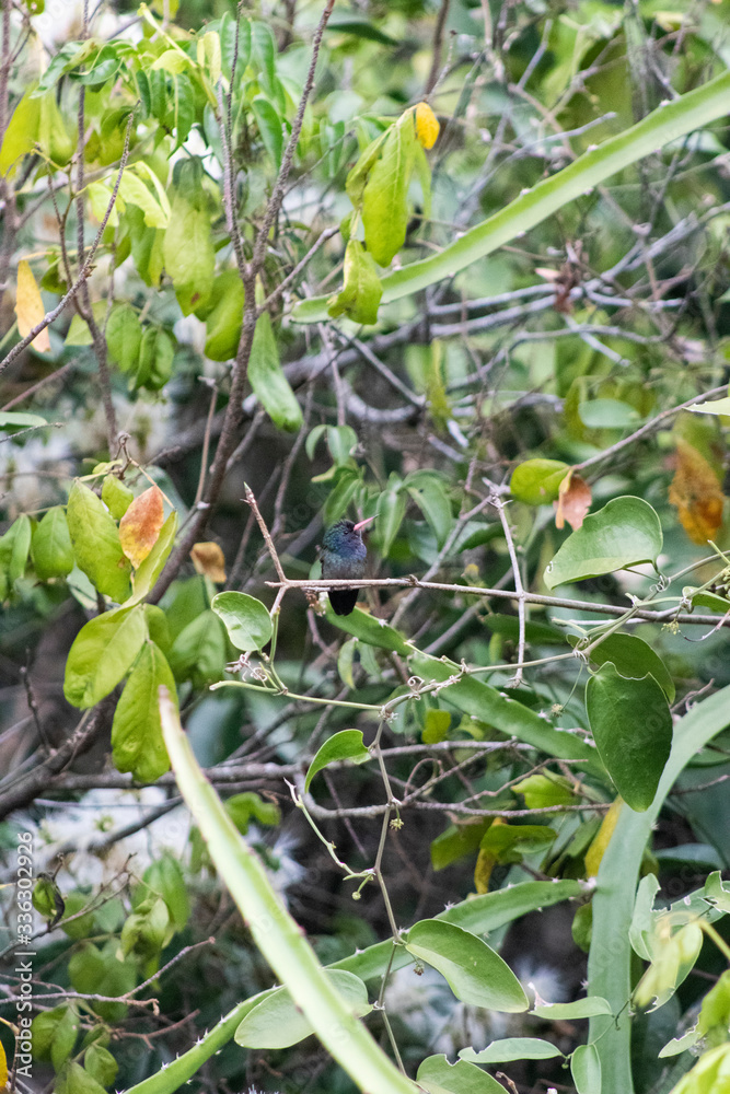 White-chinned Sapphire (beija-flor-roxo). Hylocharis cyanus. On the branch.