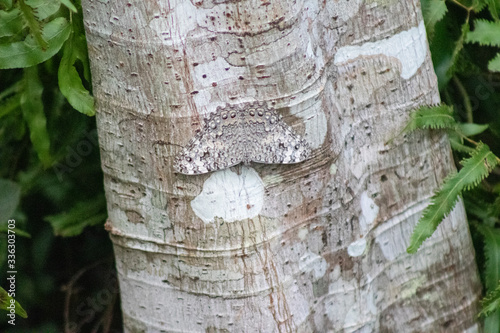 Butterfly Gray cracker (Hamadryas februa) on a tree trunk photo