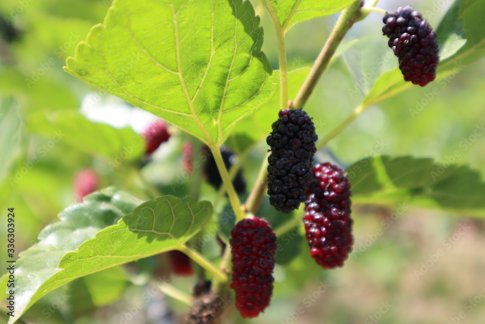 Mulberry balls turn into ripe, dark red and black on 
their stalks. Waiting for the harvest from farmers.
