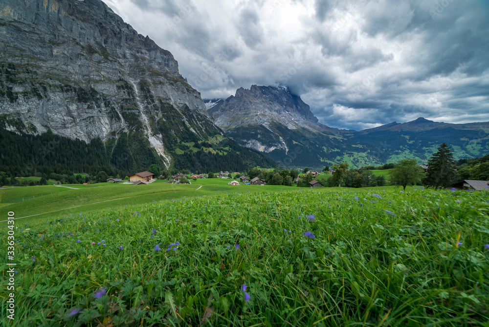 An alpine valley with green grass, houses, trees and countryside and the Eiger mountain peaks in the background in Grindelwald Switzerland.
