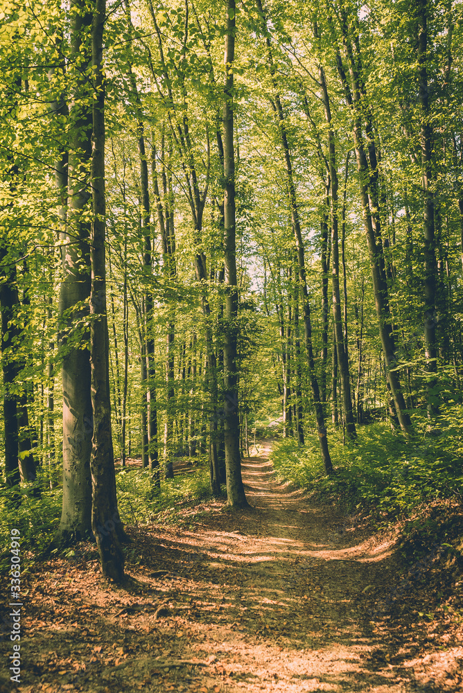 Fototapeta premium Swiss forest with tall trees and colourful green leaves along the river Rhine near the town of Eglisau in Switzerland