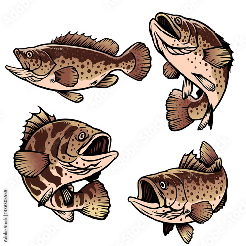 grouper fish photo