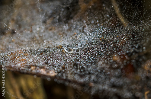 Detail of a spider web with raindrops