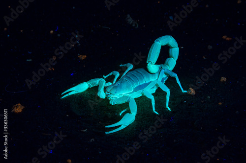 Scorpion glows under blue light photo
