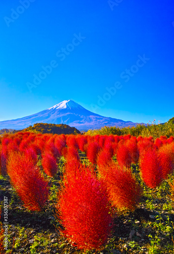 秋晴れの河口湖。大石公園に咲く深紅に紅葉したコキアと富士山