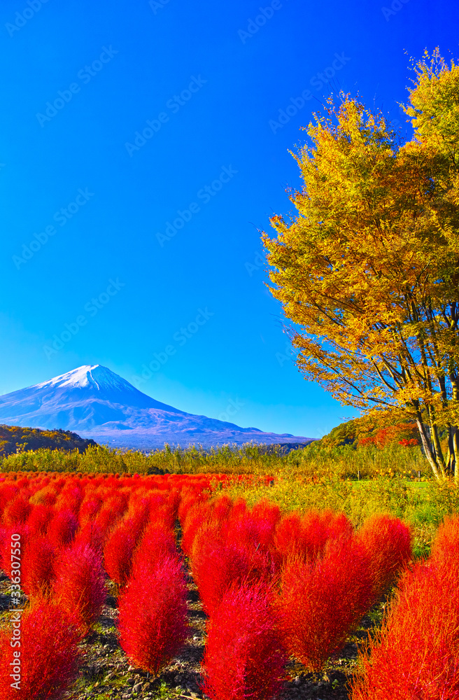 秋晴れの河口湖 大石公園に咲く深紅に紅葉したコキアと富士山 Foto De Stock Adobe Stock