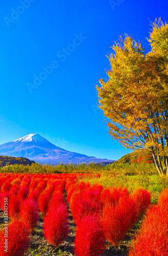 秋晴れの河口湖。大石公園に咲く深紅に紅葉したコキアと富士山