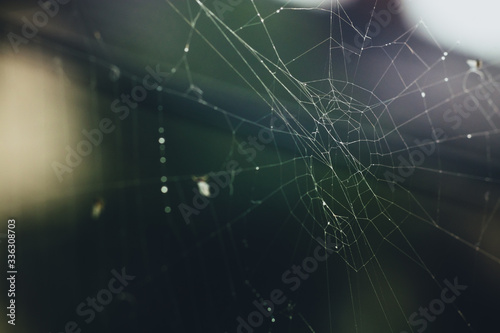 Spiderweb or cobweb outdoors on a cold rainy day. Macro photo or close up picture of a cobweb made by spider on a dark green background.