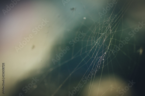 Spiderweb or cobweb outdoors on a cold rainy day. Macro photo or close up picture of a cobweb made by spider on a dark green background. © Anze