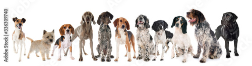 hunting dogs in studio