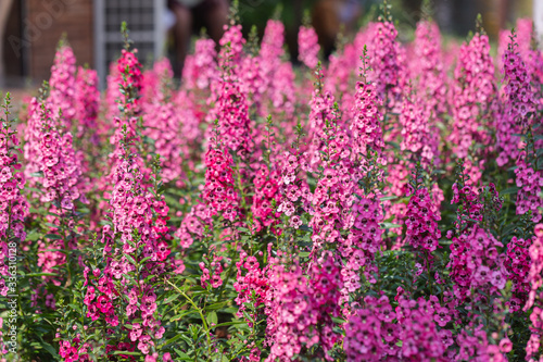 Angelonia Serena flower in garden at sunny summer or spring day.