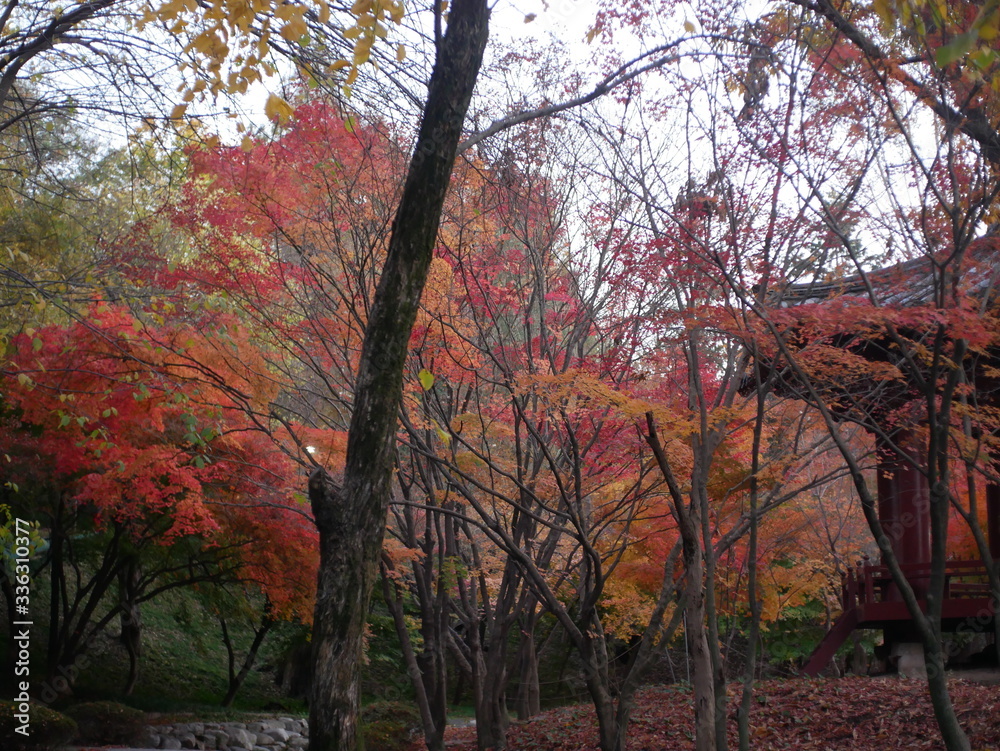 trees in autumn