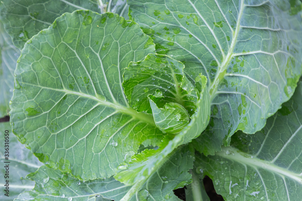Cabbage vegetables in harvest field for health, food and agriculture concept design Cabbage vegetables in harvest field for health, food and agriculture concept design