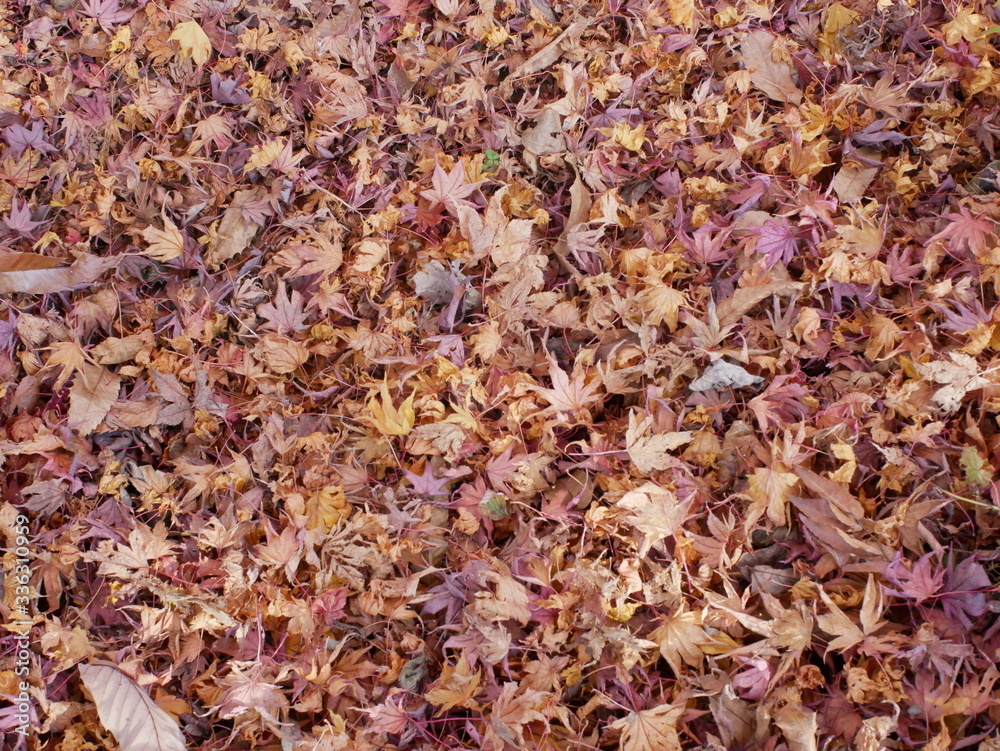 colorful autumn leaves colorful autumn leaves