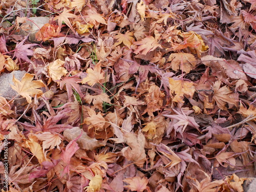 autumn leaves background