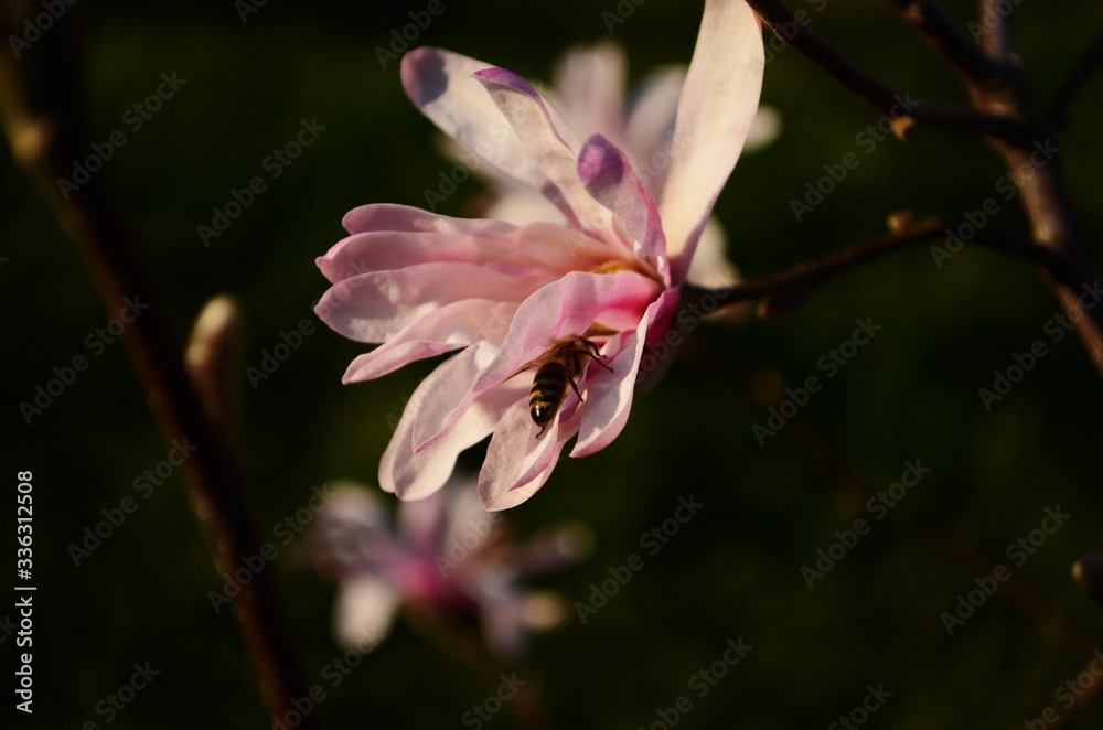 Obraz premium Loebner Magnolia pink flower on the branch