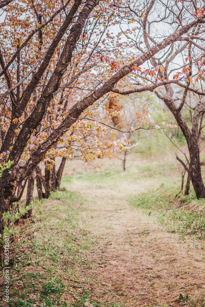 Naklejka premium Path in the cherry orchard. The beginning of the sakura blossom season.