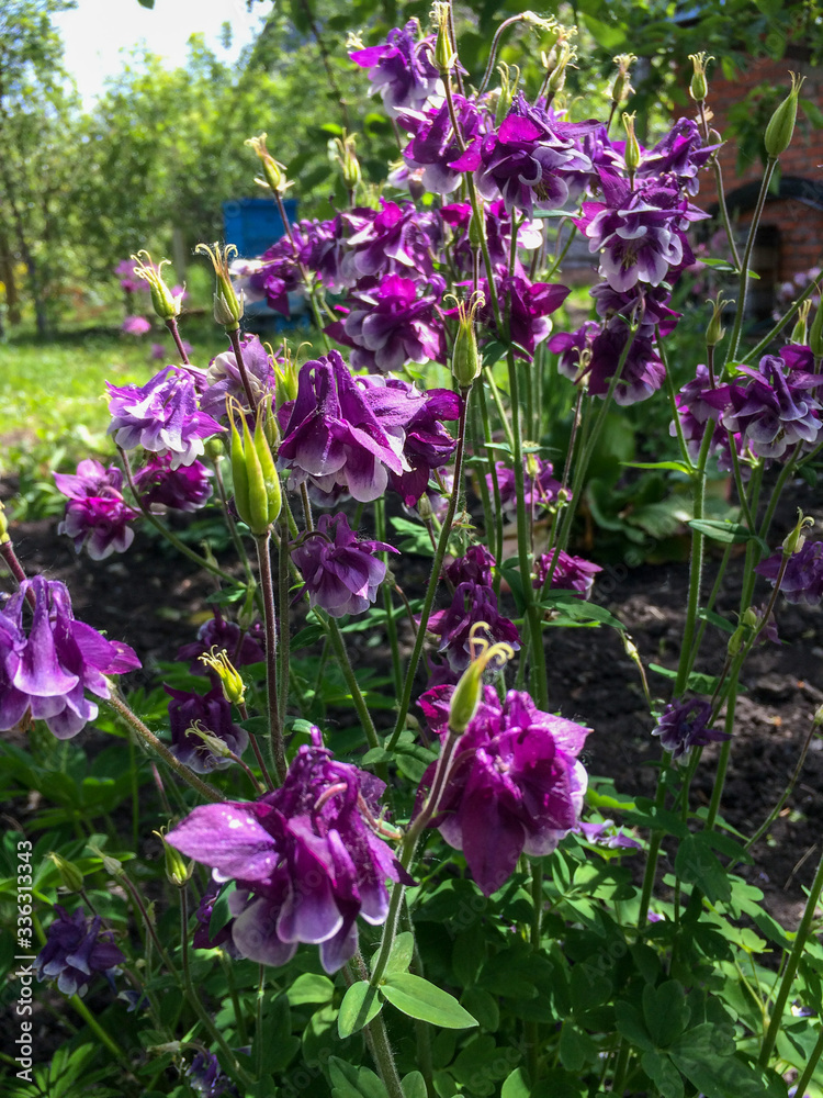 Fototapeta premium Lilac flowers in the garden at the apiary