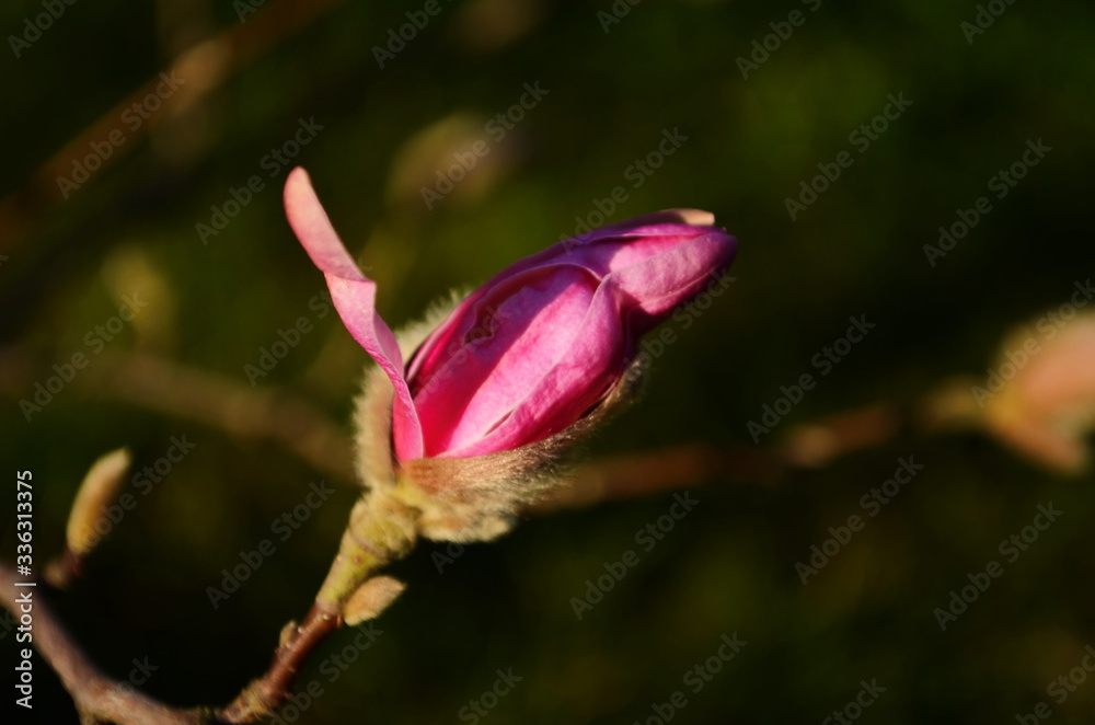 Loebner Magnolia pink flower on the branch Loebner Magnolia pink flower on the branch