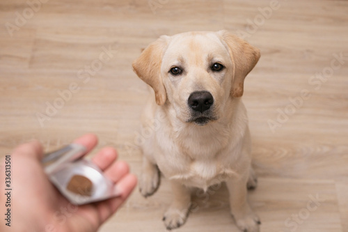 Man vet giving pill to obedient dog. veterinary medicine, pet, animals, health care concept.