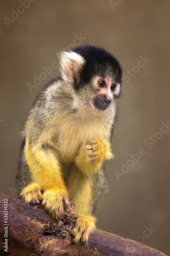 Squirrel monkey sitting, captivity © Michael de Nysschen