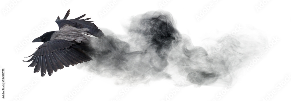 Fototapeta premium Kruk latający z ciemnego dymu na białym tle