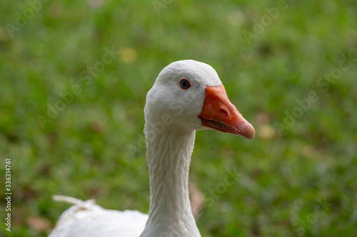 white goose on green grass