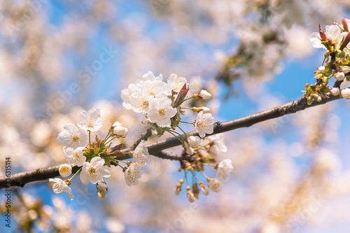 Flowering cherry tree in spring, selective focus