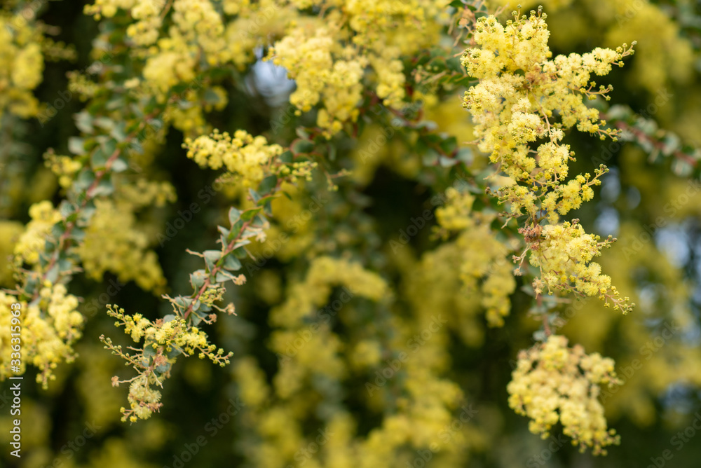 Blooming yellow bush of Acacia pravissima Blooming yellow bush of Acacia pravissima