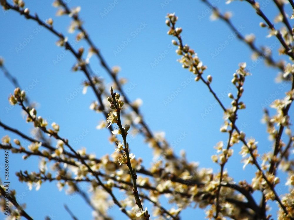 flowering in the garden. white flowers on a tree.   flowers on tree on blue sky background.  spring in the garden                      