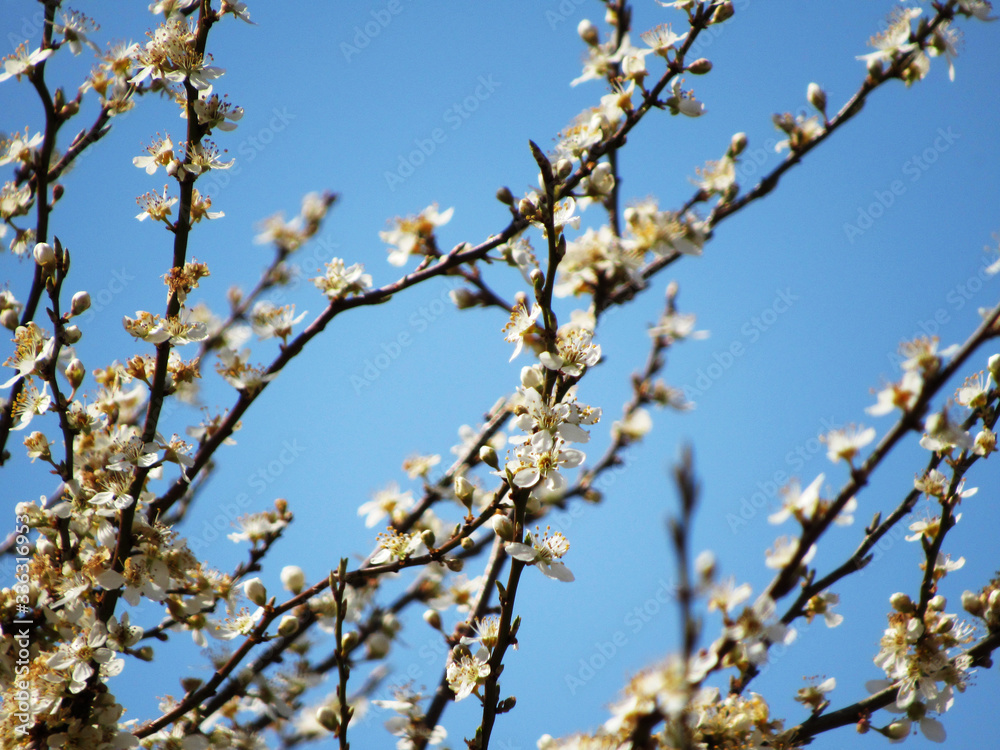flowering in the garden. white flowers on a tree. flowers on tree on blue sky background. spring in the garden flowering in the garden. white flowers on a tree. flowers on tree on blue sky background. spring in the garden